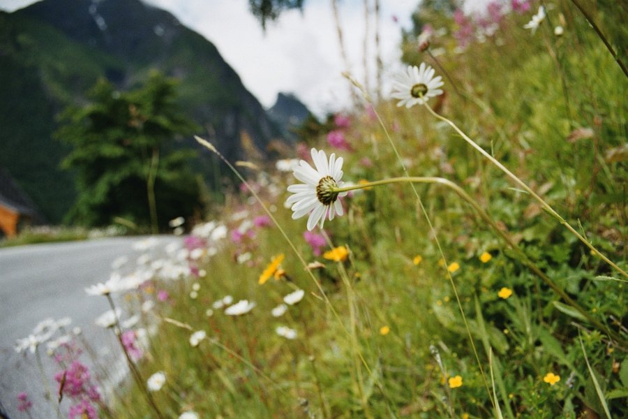 2003060529 balestrand blomster